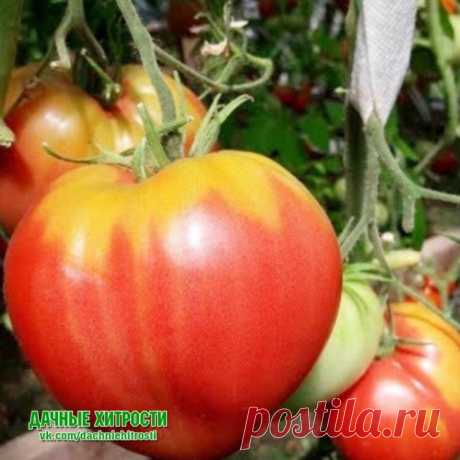 На макушках появляются желтые плечики «желтая корона» — ЧТО ЭТО?

Иногда можно услышать мнение, что это особенность сорта — нет, данное мнение ошибочно. Как правило, желто-зеленая «корона», которую некоторые огородники называют недозревшим участком на томатах, чаще всего образуется на крупных плодах. Сорт при этом не играет особой роли.

Такие томаты могут долго оставаться на кусте, так и не достигнув полной зрелости, верхняя половина так и остается недозрелой, желтой. По ...
