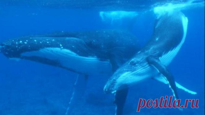 Расшифрованы разговоры китов — Наука и жизнь