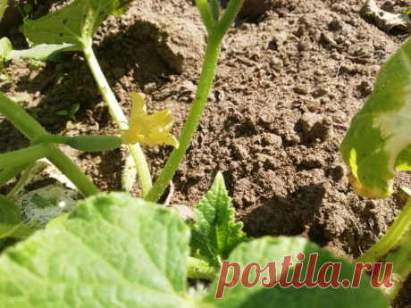 Почему огурцы растут кривыми: это не сорт такой - вот чем их нужно накормить. Подкормка калием становится спасением для урожая.