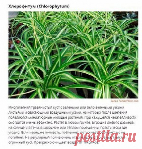 Неприхотливые и эффектные растения для дома и офиса
