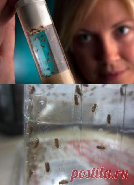 Как избавиться от мошек в квартире.