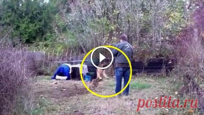 ЧТО БУДЕТ ЕСЛИ ОСВОБОДИТЬ СОБАКУ ПРОСИДЕВШУЮ ВСЮ ЖИЗНЬ НА ЦЕПИ — Лап-Ушки.com — любимые животные