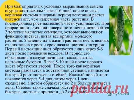 период вегетации огурцов: 9 тыс изображений найдено в Яндекс.Картинках