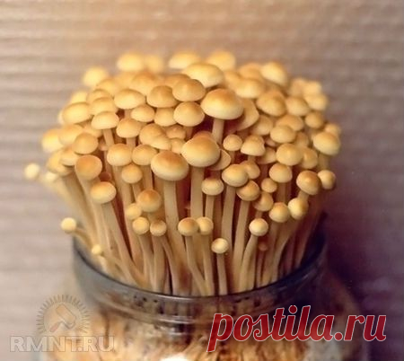 Выращивание зимних опят.