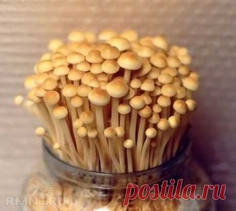 Выращивание зимних опят.