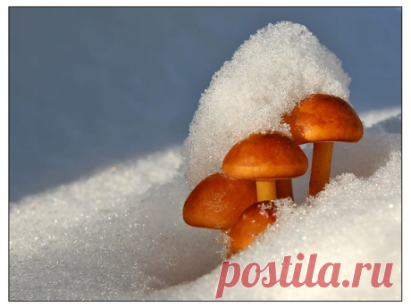 Зимой за грибами