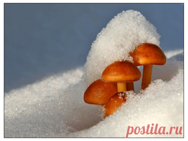 Зимой за грибами