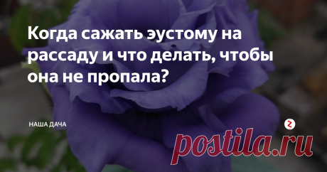 Когда сажать эустому на рассаду и что делать, чтобы она не пропала? Эустома – мечта многих любителей-садоводов, некоторые, по незнанию, путают этот цветок с розой. И немудрено: некоторые сорта, действительно, по виду очень напоминают нежные розочки, а разнообразие расцветок и декоративная «способность» украсить любой, даже самый скромный, участок, делают эустому очень популярным растением, в том числе и на клумбах россиян.