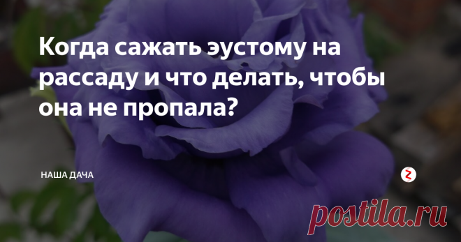 Когда сажать эустому на рассаду и что делать, чтобы она не пропала? Эустома – мечта многих любителей-садоводов, некоторые, по незнанию, путают этот цветок с розой. И немудрено: некоторые сорта, действительно, по виду очень напоминают нежные розочки, а разнообразие расцветок и декоративная «способность» украсить любой, даже самый скромный, участок, делают эустому очень популярным растением, в том числе и на клумбах россиян.