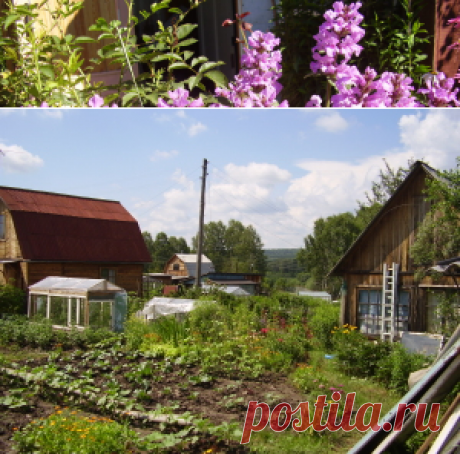 Советы для огородника. | sadok33.ru