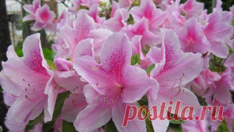 Посадка лилии по всем правилам!