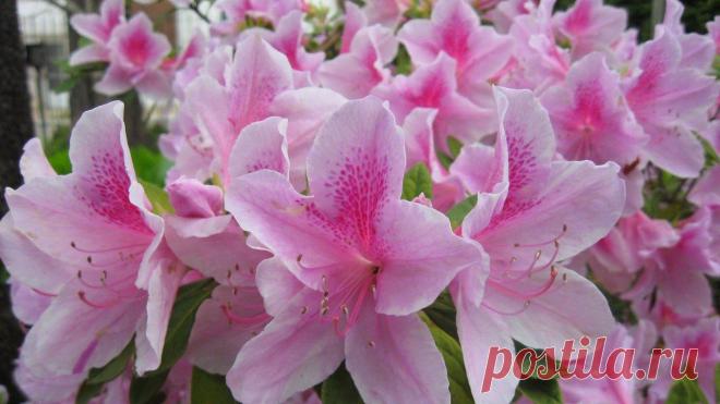 Посадка лилии по всем правилам!