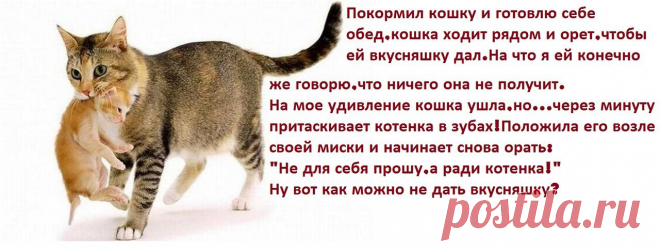 Яндекс.Фотки