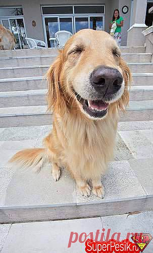 Самые красивые породы собак - Самое красивое , прекрасное - Ветер странствий: форум заядлых путешественников