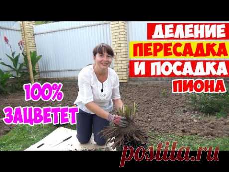ДЕЛЕНИЕ, ПЕРЕСАДКА и ПОСАДКА ПИОНА осенью! Все правила и секреты  - 100% ЗАЦВЕТЁТ!