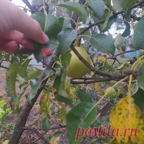 Хватит мучать грушу ржавчиной, спасайте свой сад. Делюсь простой схемой | посуДАЧИм об огороде | Яндекс Дзен