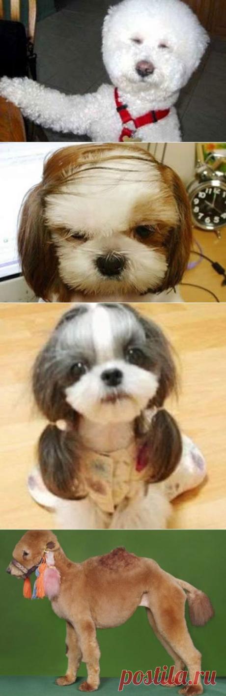9 Hilarious Dog Haircuts