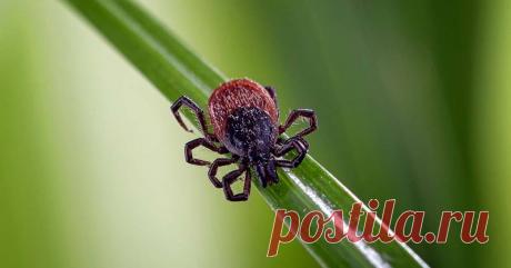 ТОП-9 лучших способов навсегда выгнать клеща с участка, не прибегая к химии Клещ — не просто надоедливый, но и очень опасный разносчик целого ряда инфекций, среди которых есть болезнь Лайма, тиф, лихорадка, энцефалит. Если на вашем участке поселился этот маленький вредитель, …