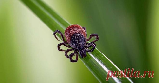 ТОП-9 лучших способов навсегда выгнать клеща с участка, не прибегая к химии Клещ — не просто надоедливый, но и очень опасный разносчик целого ряда инфекций, среди которых есть болезнь Лайма, тиф, лихорадка, энцефалит. Если на вашем участке поселился этот маленький вредитель, …