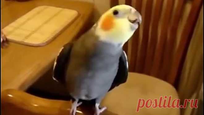 Чудо природы! Невозможно ни улыбнуться 😂 Они такие замечательные 😍