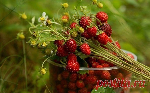 Вкусное и полезное лечение земляникой
