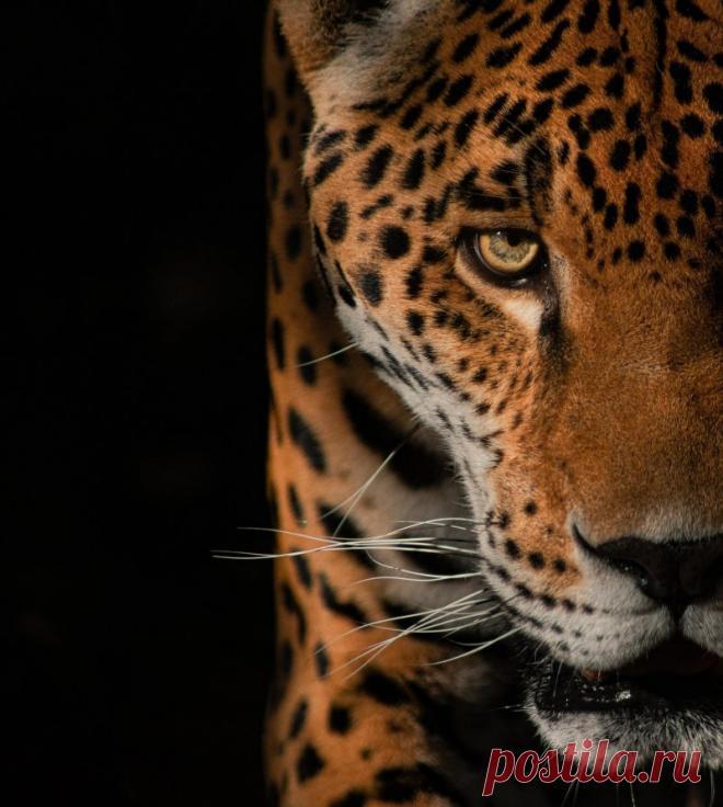 Дикие кошки