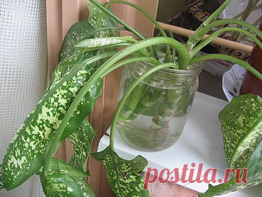 Размножение диффенбахии &raquo; Уход за комнатными растениями