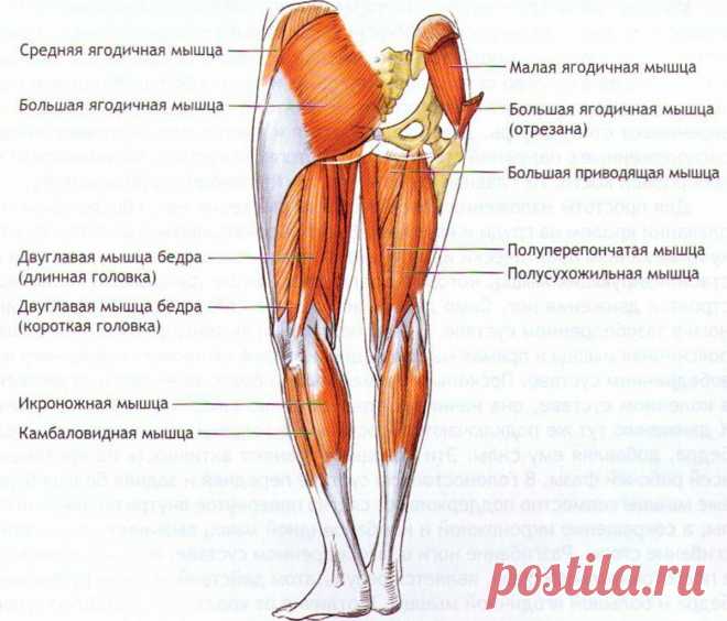 Старость в радость с сильными ногами. Три упражнения с собственным весом для укрепления ног.  1. Прыжки на месте с хлопками руками. Ноги на ширине плеч, руки согнуты в локтях. Присесть на корточки и выпрыгнуть в исходное положение. Ускориться на старте, темп средний. Руки на уровне груди, ладони повернуты внутрь. Прыгать до тех пор, пока не появится усталость.
2. Встаньте на колени, упор руками в пол. Приподнимите таз и совершайте пружинящие движения, сгибая ноги в коленях.
3. Присед, руки за …