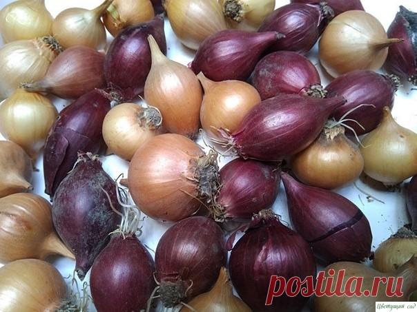 KAK BЫPACTИTЬ KPУПHЫЙ ЛУK, KOTOPЫЙ БУДET ДOЛГO XPAHИTЬCЯ