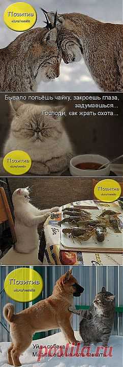 Одноклассники