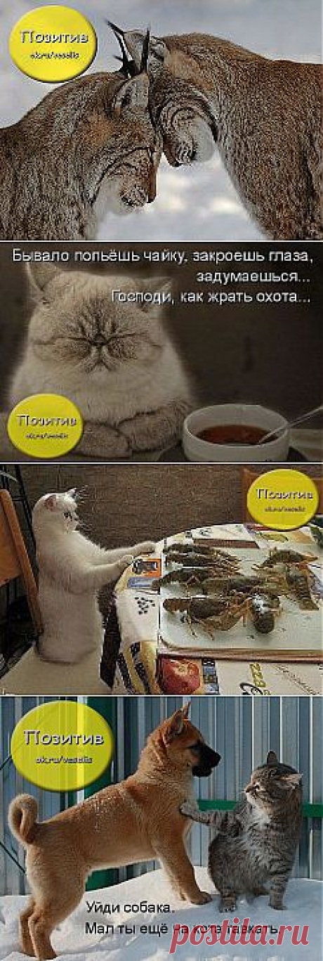 Одноклассники