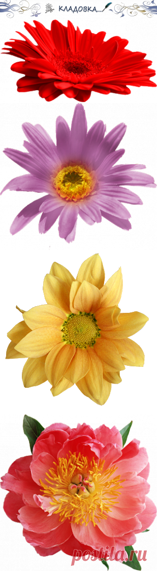 Кладовка...: Цветы - одиночные - на прозрачном фоне