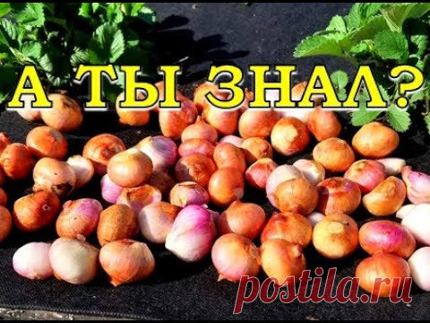 СЕМЕЙНЫЙ ЛУК:  хитрости на грядке