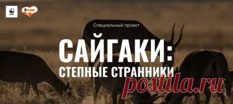 Среди всех животных сайгак может смело побороться за звание самого причудливого. Увидев его впервые, недоумения не избежать. Рассказываем про эту необычную краснокнижную антилопу и о проекте по их сохранению вместе с WWF России и Kinder®.
