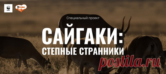 Среди всех животных сайгак может смело побороться за звание самого причудливого. Увидев его впервые, недоумения не избежать. Рассказываем про эту необычную краснокнижную антилопу и о проекте по их сохранению вместе с WWF России и Kinder®.