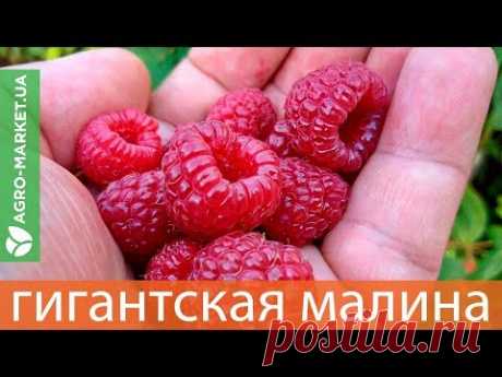 ГИГАНТСКАЯ МАЛИНА ВЕСНОЙ | Agro-Market.ua