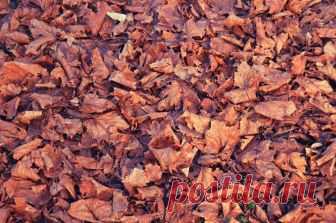 Мульчирование — защита растений от вымерзания