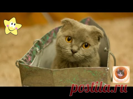 Веселые кошки и их безудержные проказы 2024