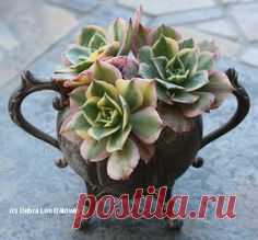 Kathy McCarthy of the Del Mar, CA, Rose Society, enjoys hunting for second-hand treasures in which to plant succulents.