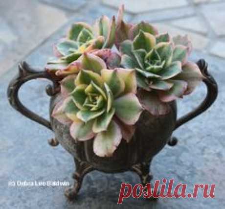 Kathy McCarthy of the Del Mar, CA, Rose Society, enjoys hunting for second-hand treasures in which to plant succulents.