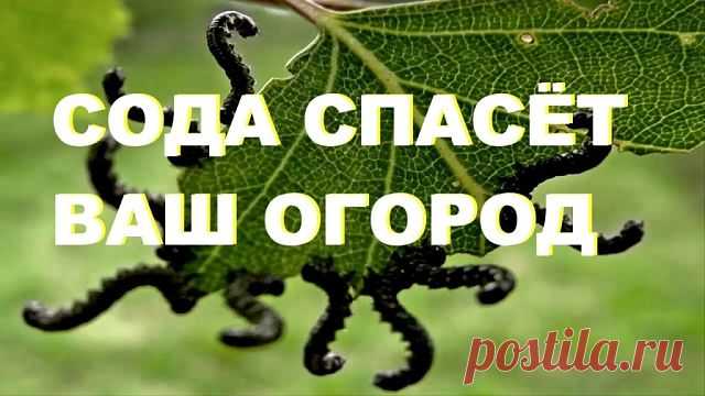 (48) Одноклассники