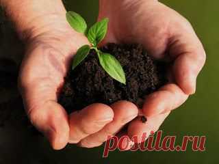 Как определить кислотность и механический состав почвы?