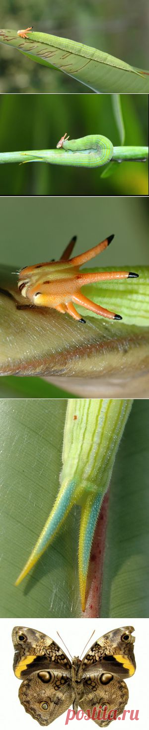 Это Bizarre Crowned Caterpillar, Cassia's Owlet Butterfly (Opsiphanes cassiae) - гусеница с оранжевой или желтой головой, увенчанной сложной короной-рожками и для завершения "красоты" она имеет синий полосатый раздвоенный хвост. В итоге из этого разноцветия получается неказистая бабочка...