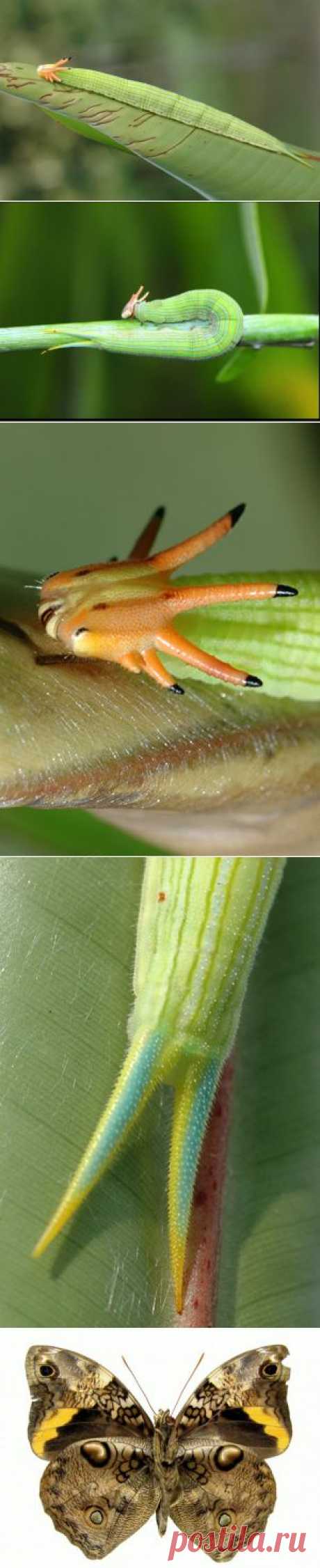 Это Bizarre Crowned Caterpillar, Cassia's Owlet Butterfly (Opsiphanes cassiae) - гусеница с оранжевой или желтой головой, увенчанной сложной короной-рожками и для завершения &quot;красоты&quot; она имеет синий полосатый раздвоенный хвост. В итоге из этого разноцветия получается неказистая бабочка...