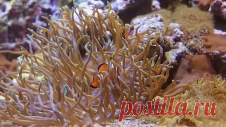 Красивое видео подводного мира.. Успокаивающая релакс - музыка..= Для отдыха..Расслабления..Сна..