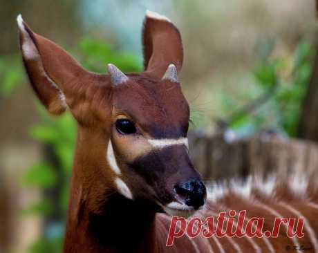 Бонго (лат. Tragelaphus eurycerus)
© Engel Klaus
