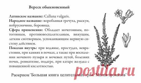 Вереск обыкновенный