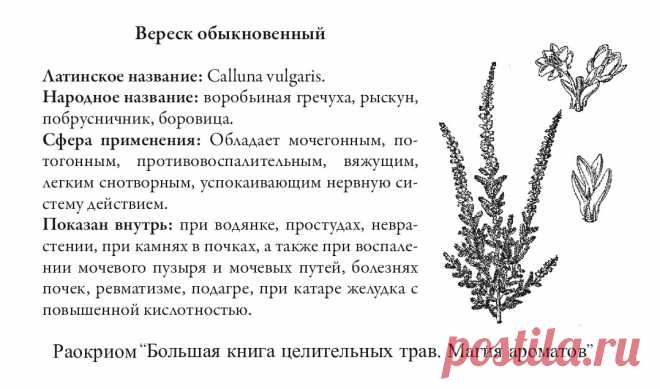 Вереск обыкновенный