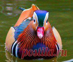 Самая  красивая утка    мандаринка.....КАК ВАМ ???.