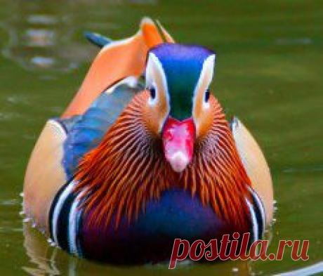 Самая  красивая утка    мандаринка.....КАК ВАМ ???.